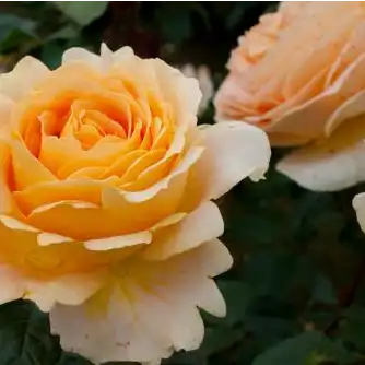 Trandafir cu parfum discret - Trandafiri - Crème brûlée - 
